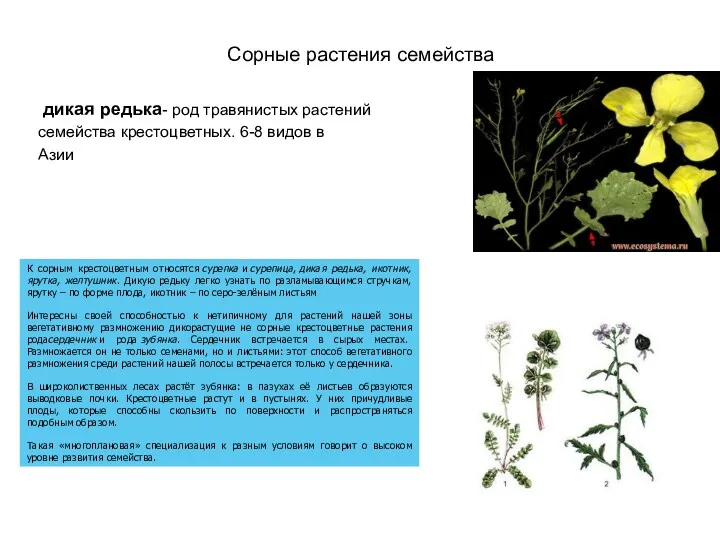 Сорные растения семейства дикая редька- род травянистых растений семейства крестоцветных.