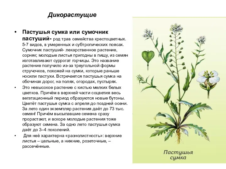 Дикорастущие Пастушья сумка или сумочник пастуший- род трав семейства крестоцветных.