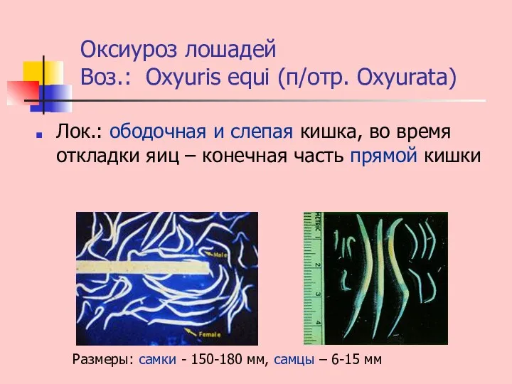 Оксиуроз лошадей Воз.: Oxyuris equi (п/отр. Oxyurata) Лок.: ободочная и