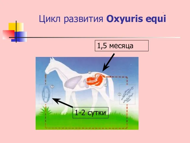 Цикл развития Oxyuris equi 1,5 месяца 1-2 сутки