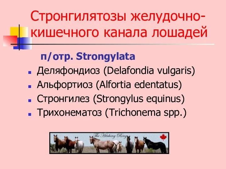 Стронгилятозы желудочно-кишечного канала лошадей п/отр. Strongylata Деляфондиоз (Delafondia vulgaris) Альфортиоз