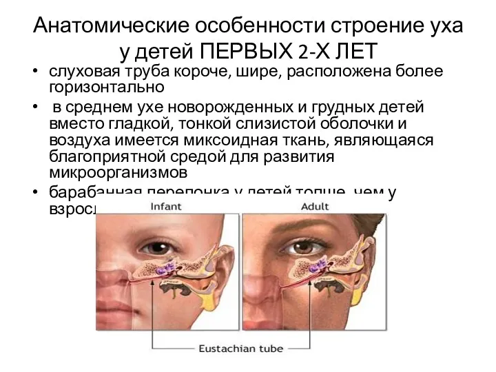 Анатомические особенности строение уха у детей ПЕРВЫХ 2-Х ЛЕТ слуховая