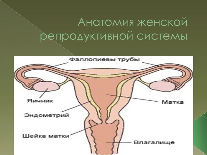 Анатомия женской репродуктивной системы