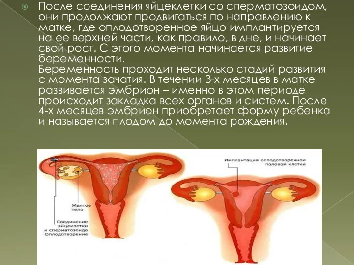 После соединения яйцеклетки со сперматозоидом, они продолжают продвигаться по направлению