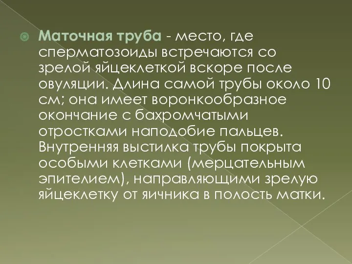 Маточная труба - место, где сперматозоиды встречаются со зрелой яйцеклеткой