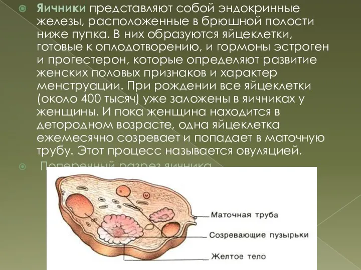 Яичники представляют собой эндокринные железы, расположенные в брюшной полости ниже