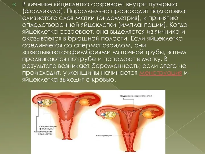 В яичнике яйцеклетка созревает внутри пузырька (фолликула). Параллельно происходит подготовка