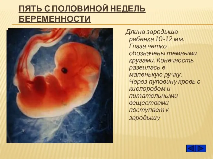 ПЯТЬ С ПОЛОВИНОЙ НЕДЕЛЬ БЕРЕМЕННОСТИ Длина зародыша ребенка 10-12 мм.