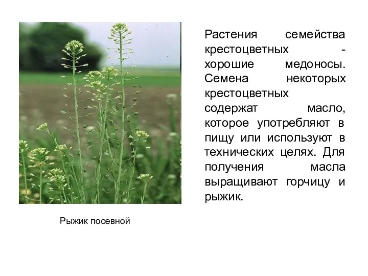 Растения семейства крестоцветных - хорошие медоносы. Семена некоторых крестоцветных содержат