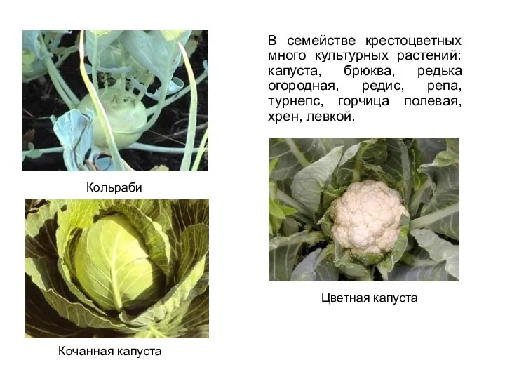 В семействе крестоцветных много культурных растений: капуста, брюква, редька огородная,