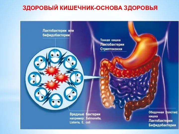 ЗДОРОВЫЙ КИШЕЧНИК-ОСНОВА ЗДОРОВЬЯ