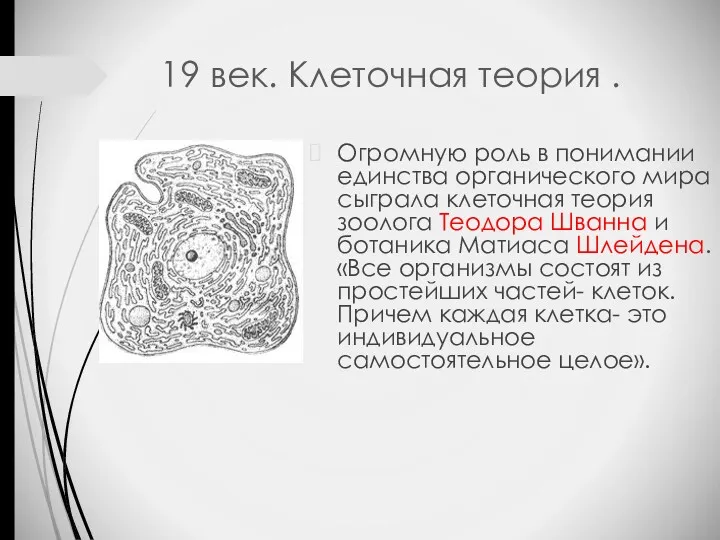 19 век. Клеточная теория . Огромную роль в понимании единства