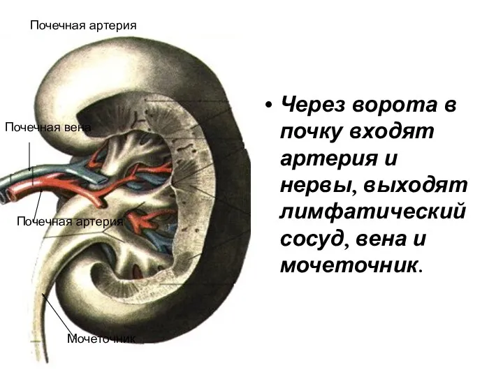 Почечная артерия Через ворота в почку входят артерия и нервы,