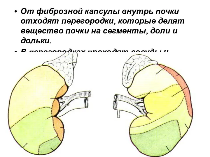 От фиброзной капсулы внутрь почки отходят перегородки, которые делят вещество