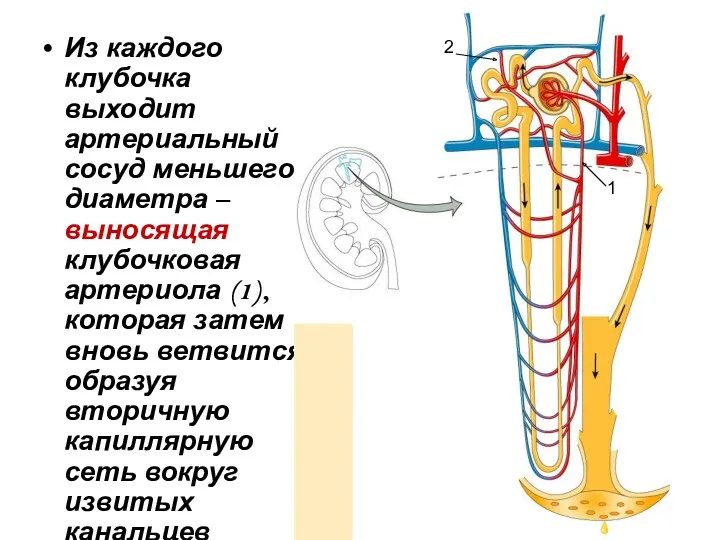 Из каждого клубочка выходит артериальный сосуд меньшего диаметра – выносящая