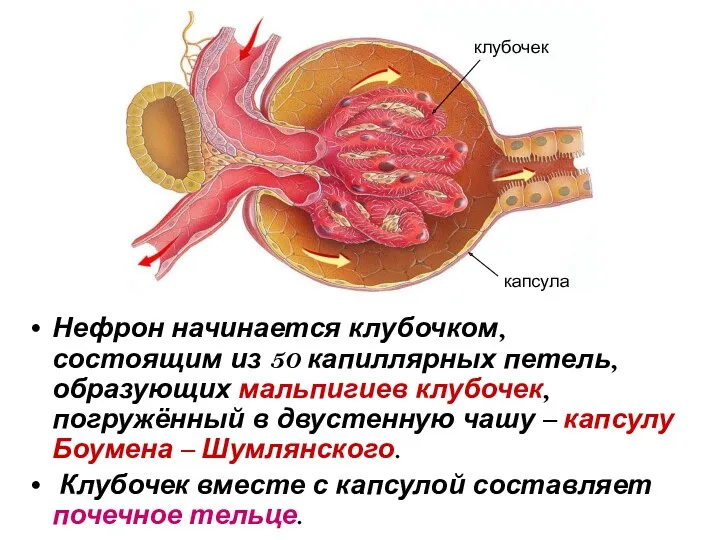 Нефрон начинается клубочком, состоящим из 50 капиллярных петель, образующих мальпигиев