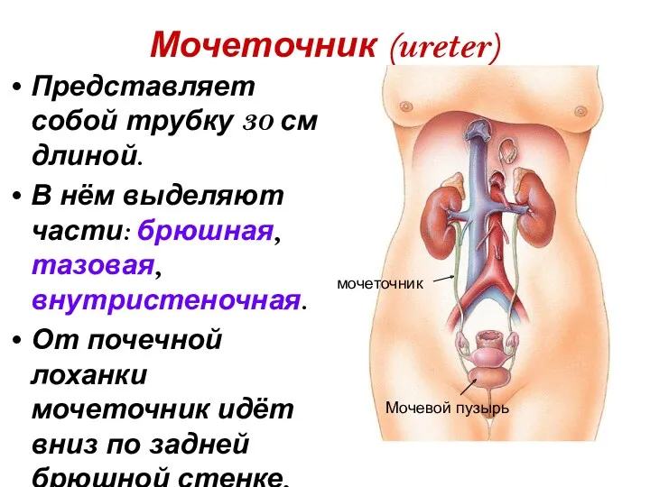 Мочеточник (ureter) Представляет собой трубку 30 см длиной. В нём