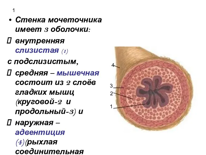 1 Стенка мочеточника имеет 3 оболочки: внутренняя слизистая (1) с