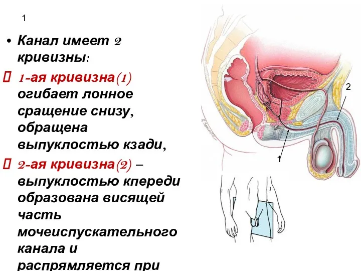 1 Канал имеет 2 кривизны: 1-ая кривизна(1) огибает лонное сращение