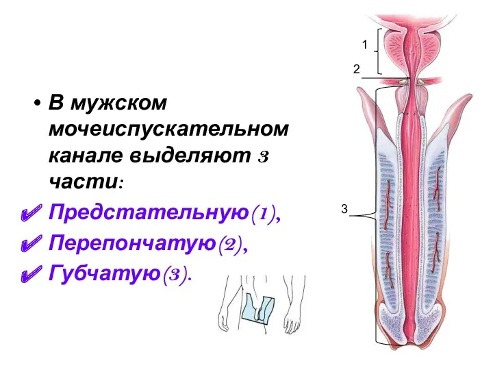 В мужском мочеиспускательном канале выделяют 3 части: Предстательную(1), Перепончатую(2), Губчатую(3). 1 2 3