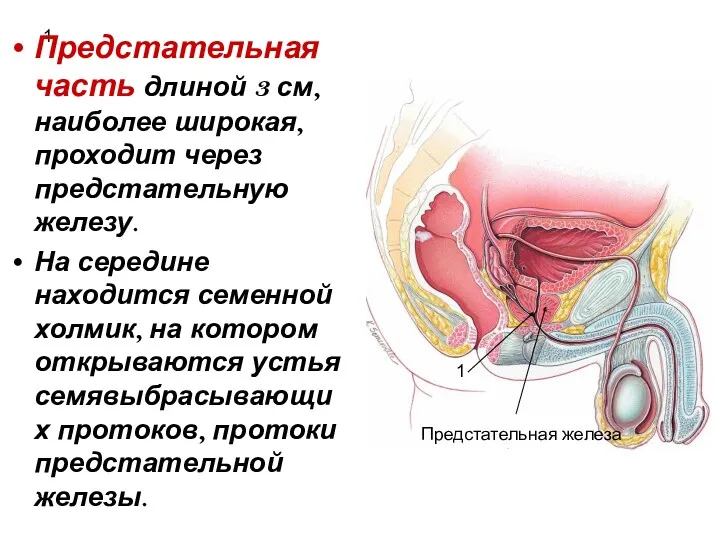 1 Предстательная часть длиной 3 см, наиболее широкая, проходит через