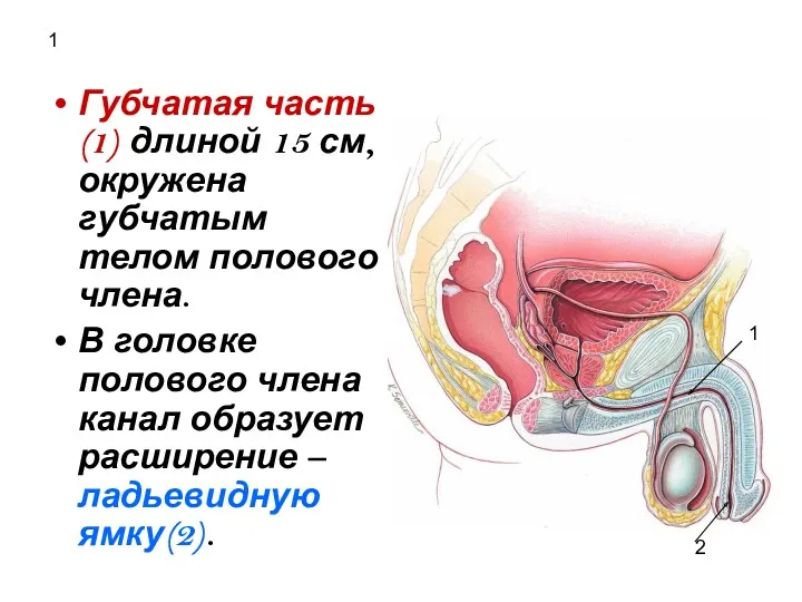 1 Губчатая часть(1) длиной 15 см, окружена губчатым телом полового