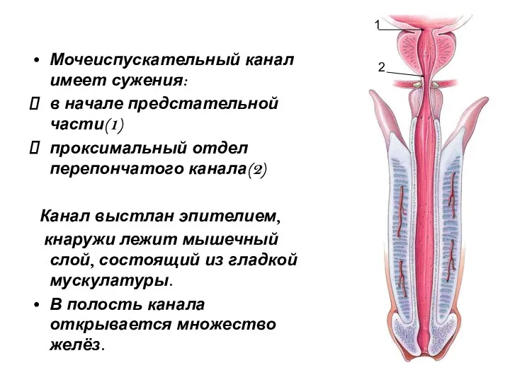 Мочеиспускательный канал имеет сужения: в начале предстательной части(1) проксимальный отдел