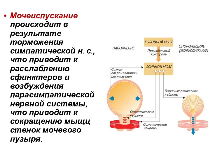 Мочеиспускание происходит в результате торможения симпатической н. с., что приводит