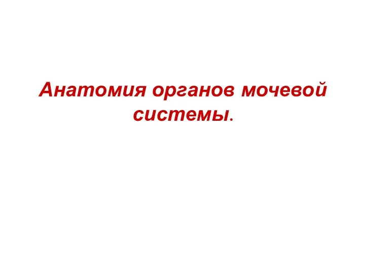 Анатомия органов мочевой системы.