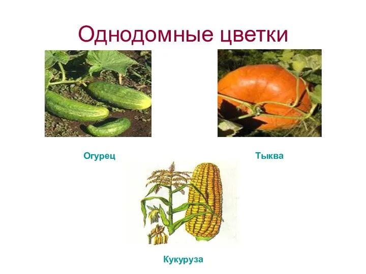 Однодомные цветки Огурец Тыква Кукуруза