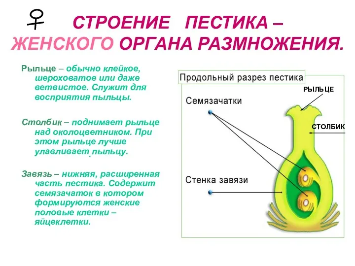 СТРОЕНИЕ ПЕСТИКА – ЖЕНСКОГО ОРГАНА РАЗМНОЖЕНИЯ. Рыльце – обычно клейкое,