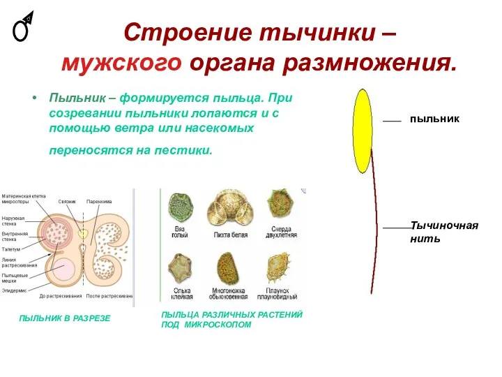 Строение тычинки – мужского органа размножения. Пыльник – формируется пыльца.