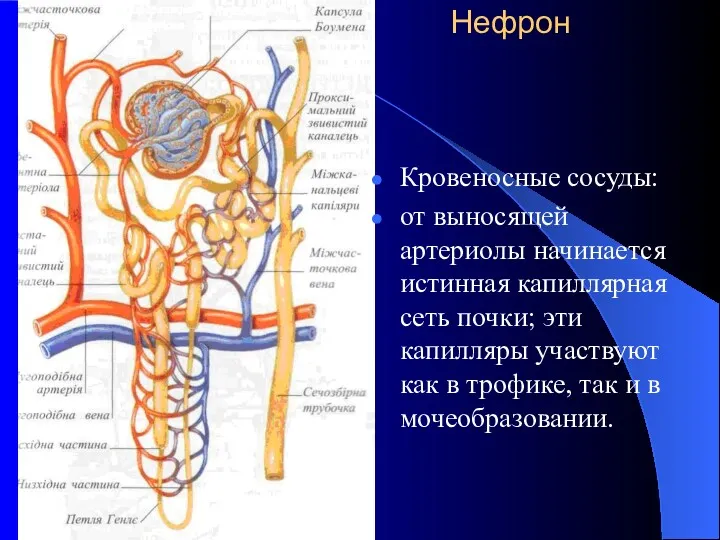 Нефрон Кровеносные сосуды: от выносящей артериолы начинается истинная капиллярная сеть