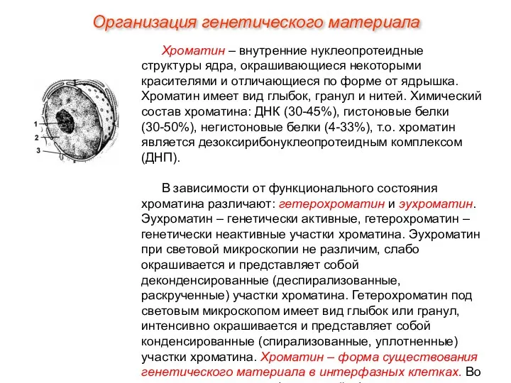 Хроматин – внутренние нуклеопротеидные структуры ядра, окрашивающиеся некоторыми красителями и