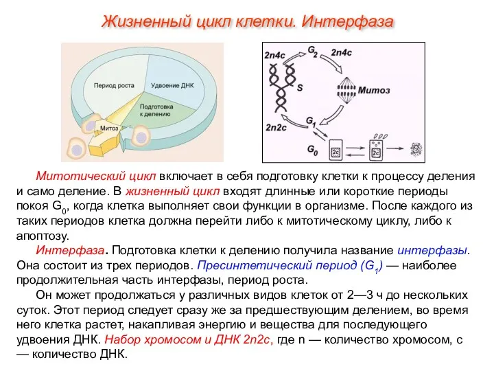 Митотический цикл включает в себя подготовку клетки к процессу деления