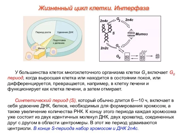 У большинства клеток многоклеточного организма клетки G1 включает G0 период,