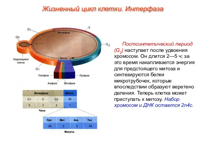 Постсинтетический период (G2) наступает после удвоения хромосом. Он длится 2—5