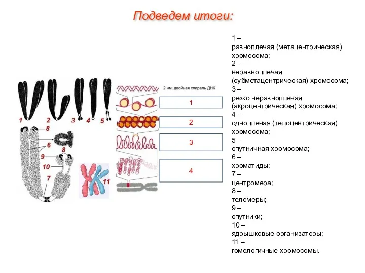 Подведем итоги: 1 – равноплечая (метацентрическая) хромосома; 2 – неравноплечая