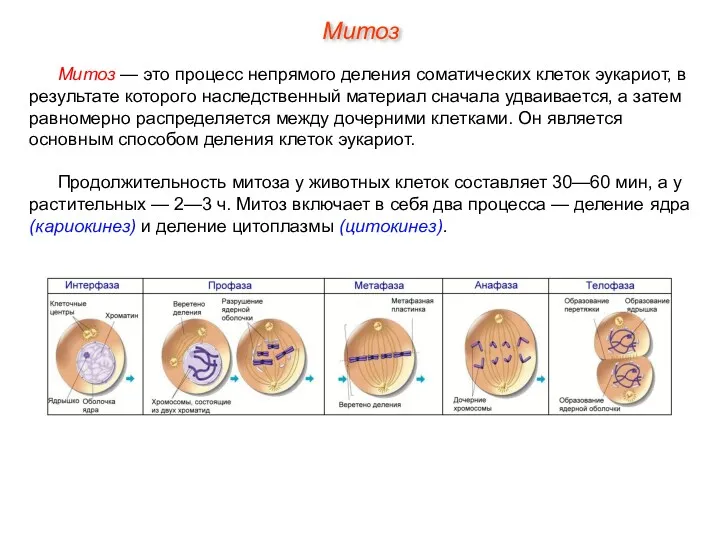 Митоз — это процесс непрямого деления соматических клеток эукариот, в