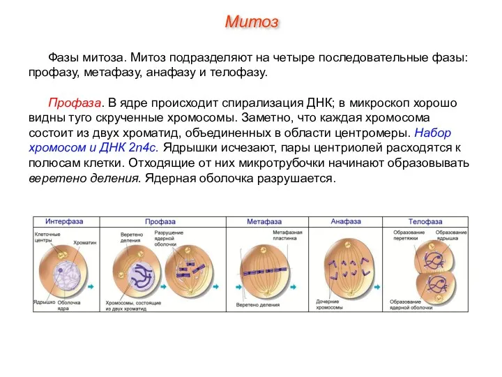 Фазы митоза. Митоз подразделяют на четыре последовательные фазы: профазу, метафазу,