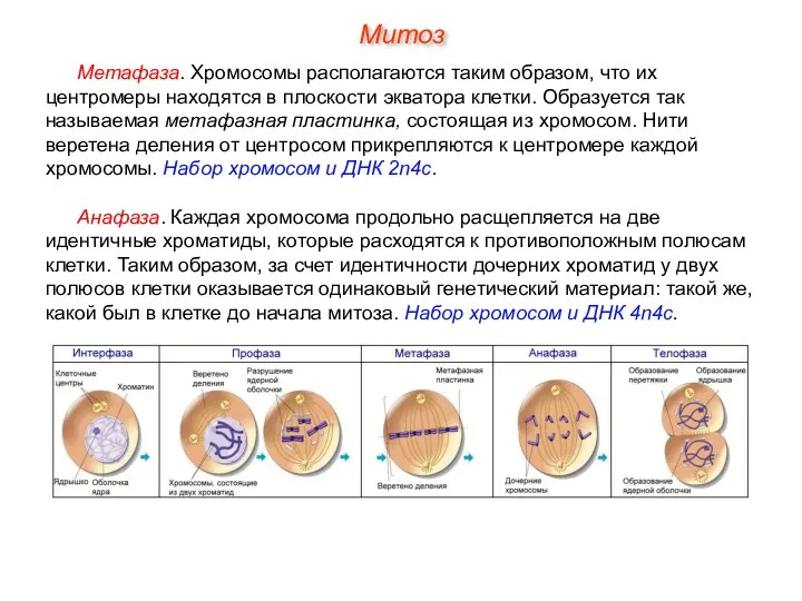 Метафаза. Хромосомы располагаются таким образом, что их центромеры находятся в