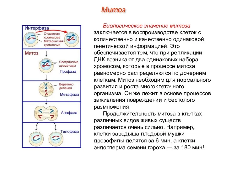 Биологическое значение митоза заключается в воспроизводстве клеток с количественно и