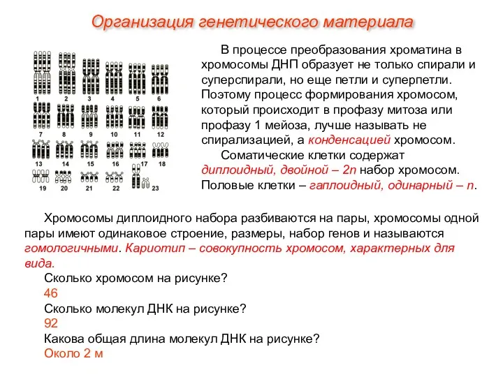 В процессе преобразования хроматина в хромосомы ДНП образует не только