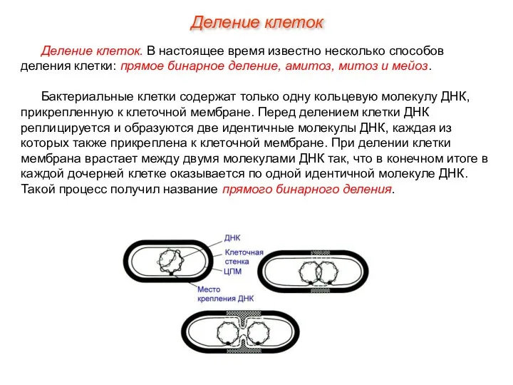 Деление клеток. В настоящее время известно несколько способов деления клетки: