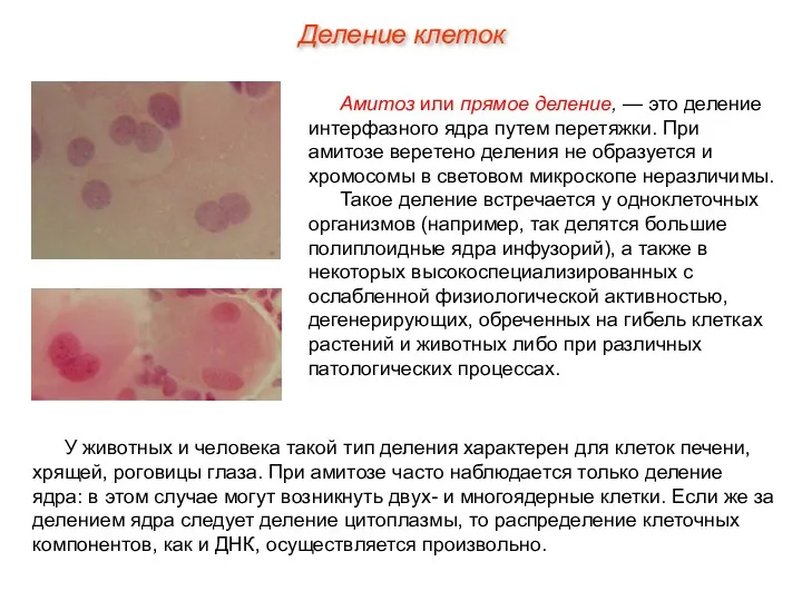 Амитоз или прямое деление, — это деление интерфазного ядра путем