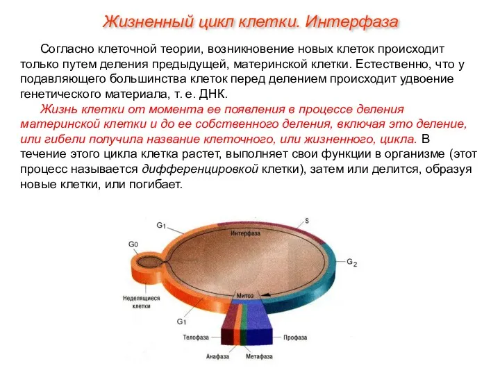 Согласно клеточной теории, возникновение новых клеток происходит только путем деления