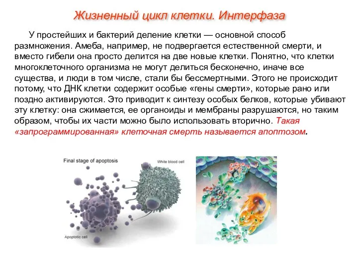 У простейших и бактерий деление клетки — основной способ размножения.