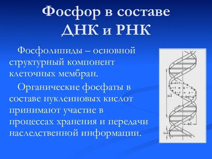 Фосфор в составе ДНК и РНК Фосфолипиды – основной структурный