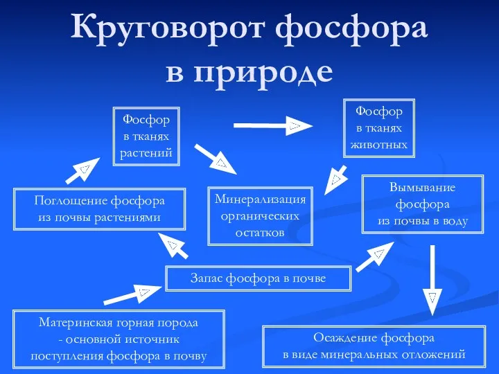 Круговорот фосфора в природе Материнская горная порода - основной источник