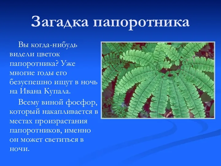 Загадка папоротника Вы когда-нибудь видели цветок папоротника? Уже многие годы